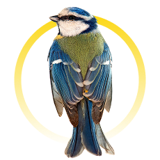 Aves