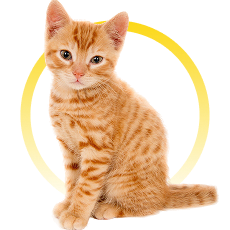 Gatos