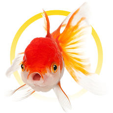 Peces