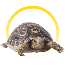 Tortugas
